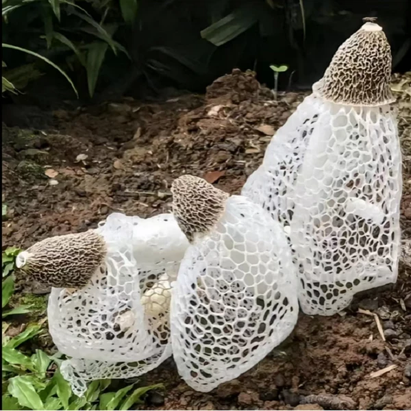 【一哥（船长）甄选】礼盒装无添加 无硫 无裙纯杆农家竹荪100g*1提