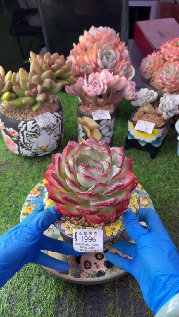 昆明印象多肉1996