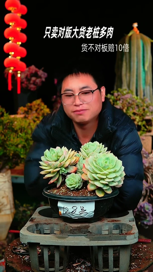 【闪购商品】大恋曲128号