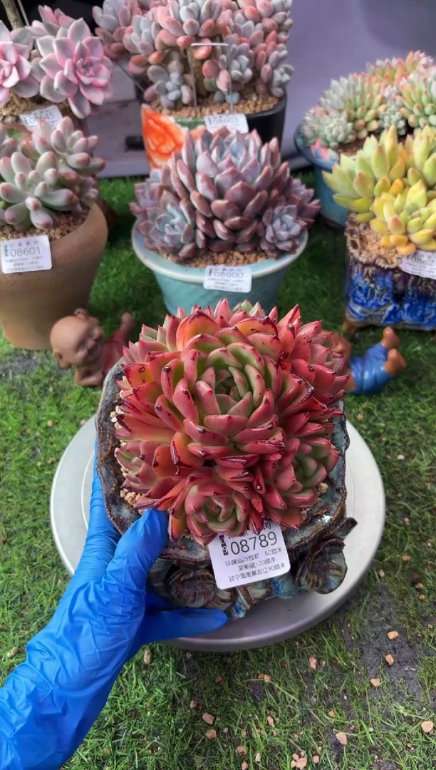 昆明印象多肉08789