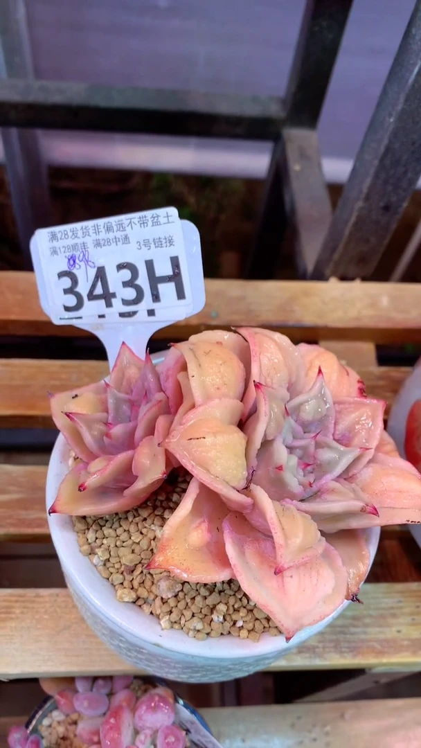 343H （一物一拍 所见即所得 满28包邮非偏远）