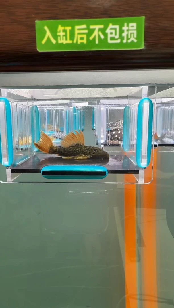 清道夫鱼032号600入缸不包损录制完整开箱视频6厘米