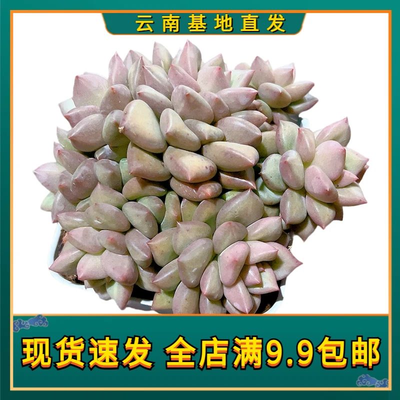 【精控红象牙群】【满9.9包邮】星花怒放阳台露台办公多肉植物栽种养