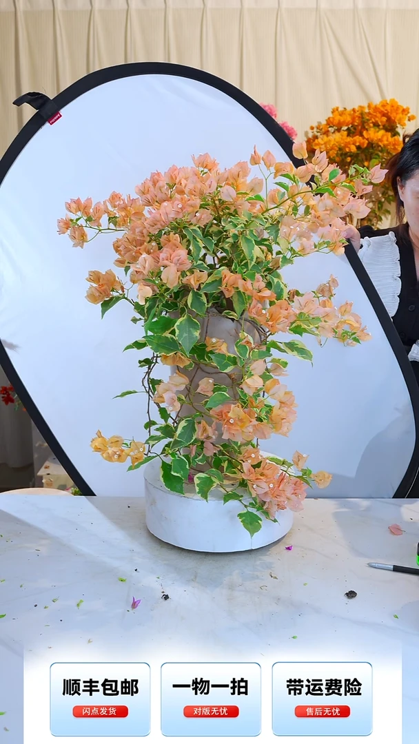 大部分开放少量花苞有**思金边马斯