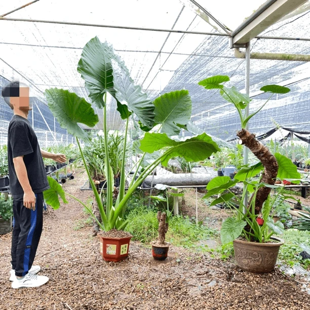 滴水观音室内办公室绿植四季常绿大野芋盆栽巨大大叶懒人好养老桩