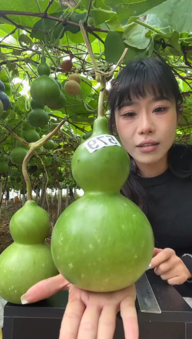 麻*哥579天然葫芦摆件 一物一拍龙头不保售后微瑕