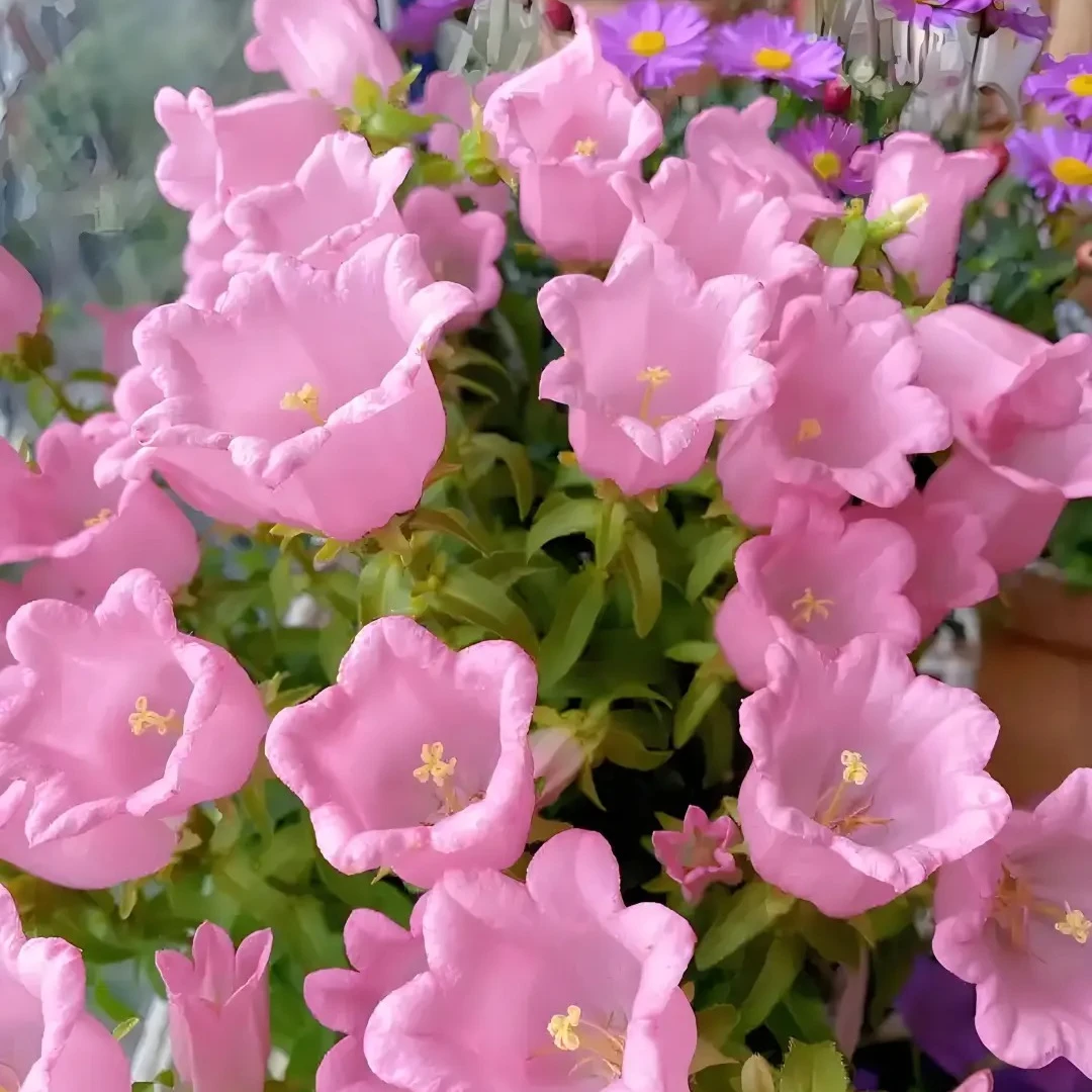 酒杯风铃花盆栽花期长耐热耐寒庭院阳台多年生花卉