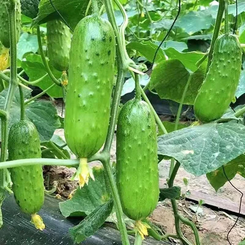 (拍2发3)满地爬黄瓜种子水果小黄瓜种籽春季四季盆栽无架蔬菜种孑