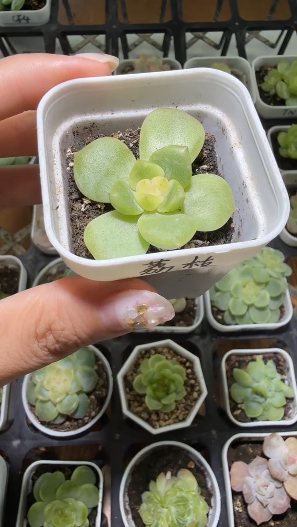 1234  荔枝多肉植物
