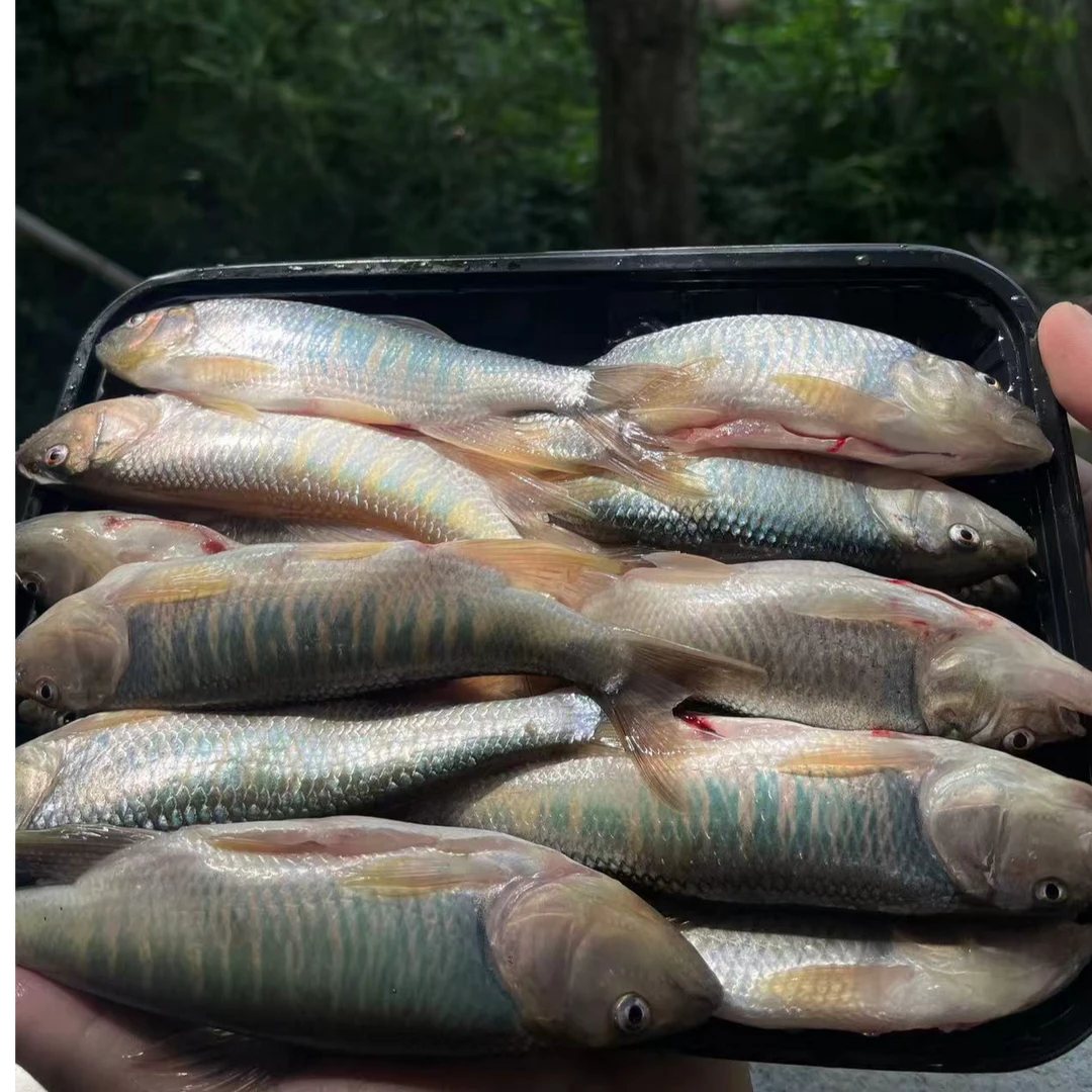 皖南发色溪流公马口桃花鱼11-14cm