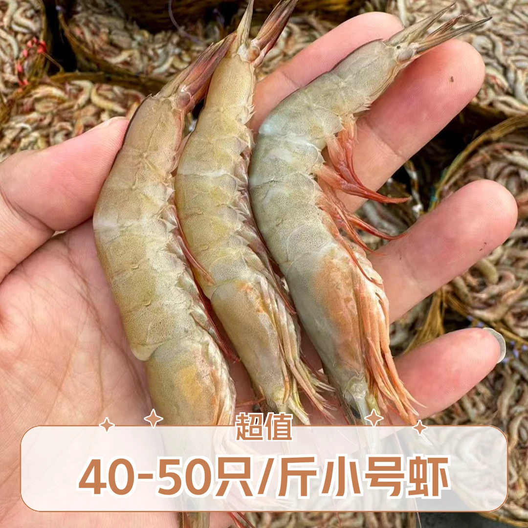 野生麻虾 海捕天然沙卢虾新鲜速冻发货