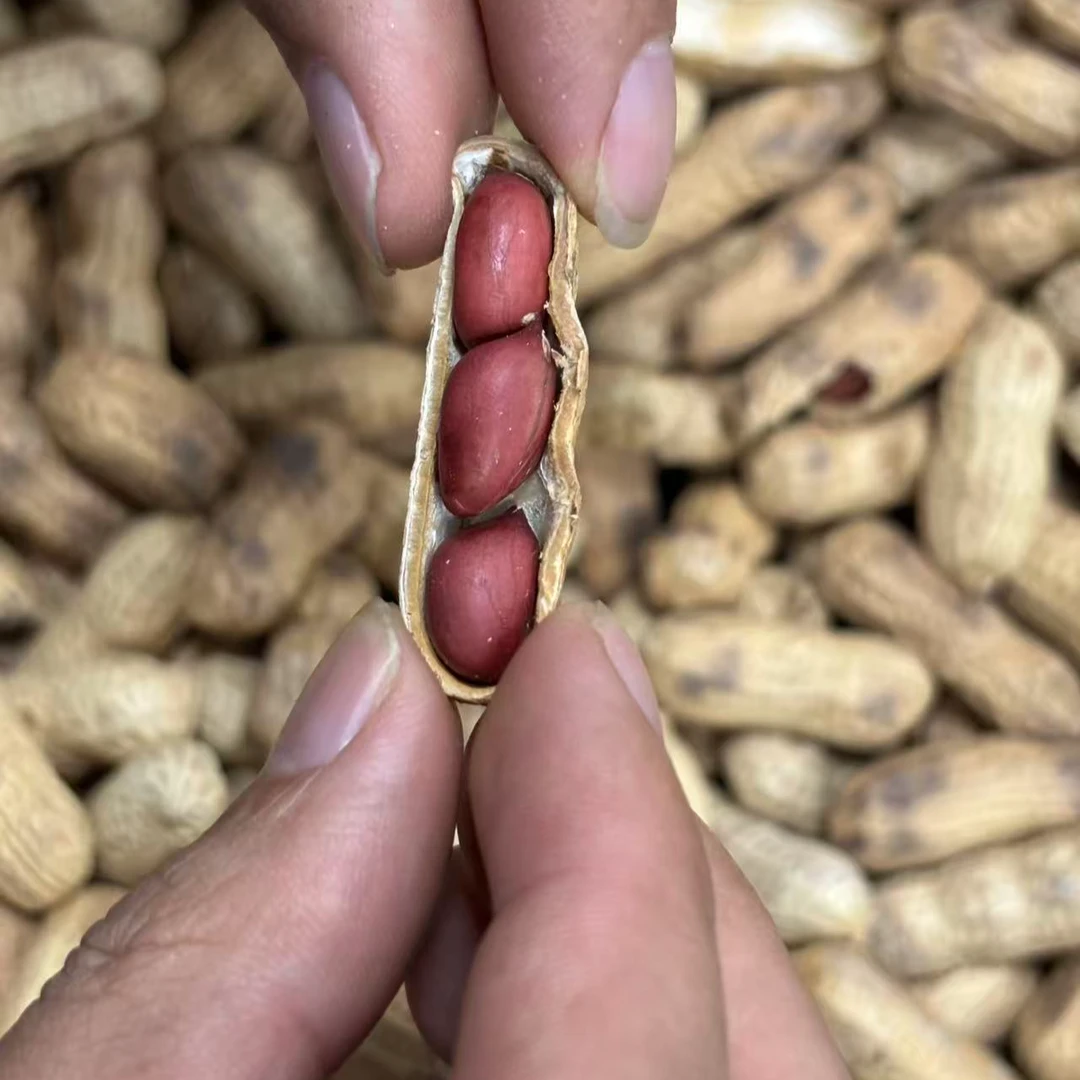 现炒香脆原味带壳四粒红花生休闲零食