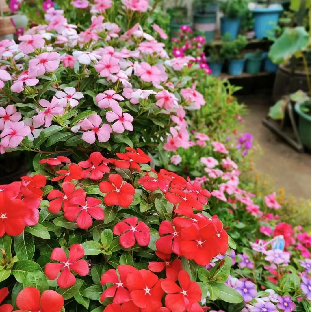 【天天开】120口径盆 带花苞长春花四季开花卉植物