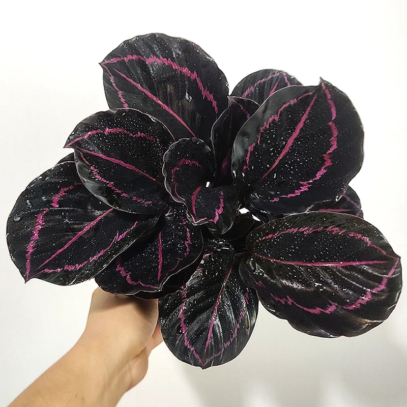 红美丽竹芋室内盆栽绿植彩叶植物客厅装饰好养活