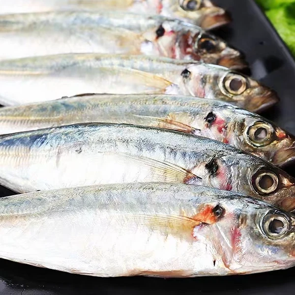 【惠来本港】-自家渔船捕捞本港巴浪鱼本港野生巴浪鱼质量货新鲜.