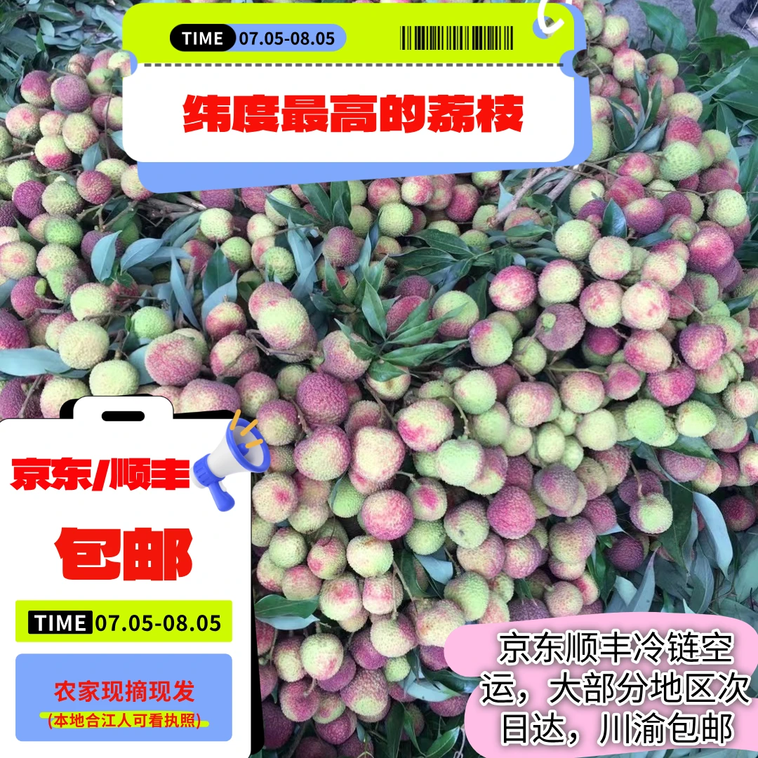 四川合江晚熟荔枝北半球最后一颗荔枝纬度最顶长安荔枝晚熟荔枝