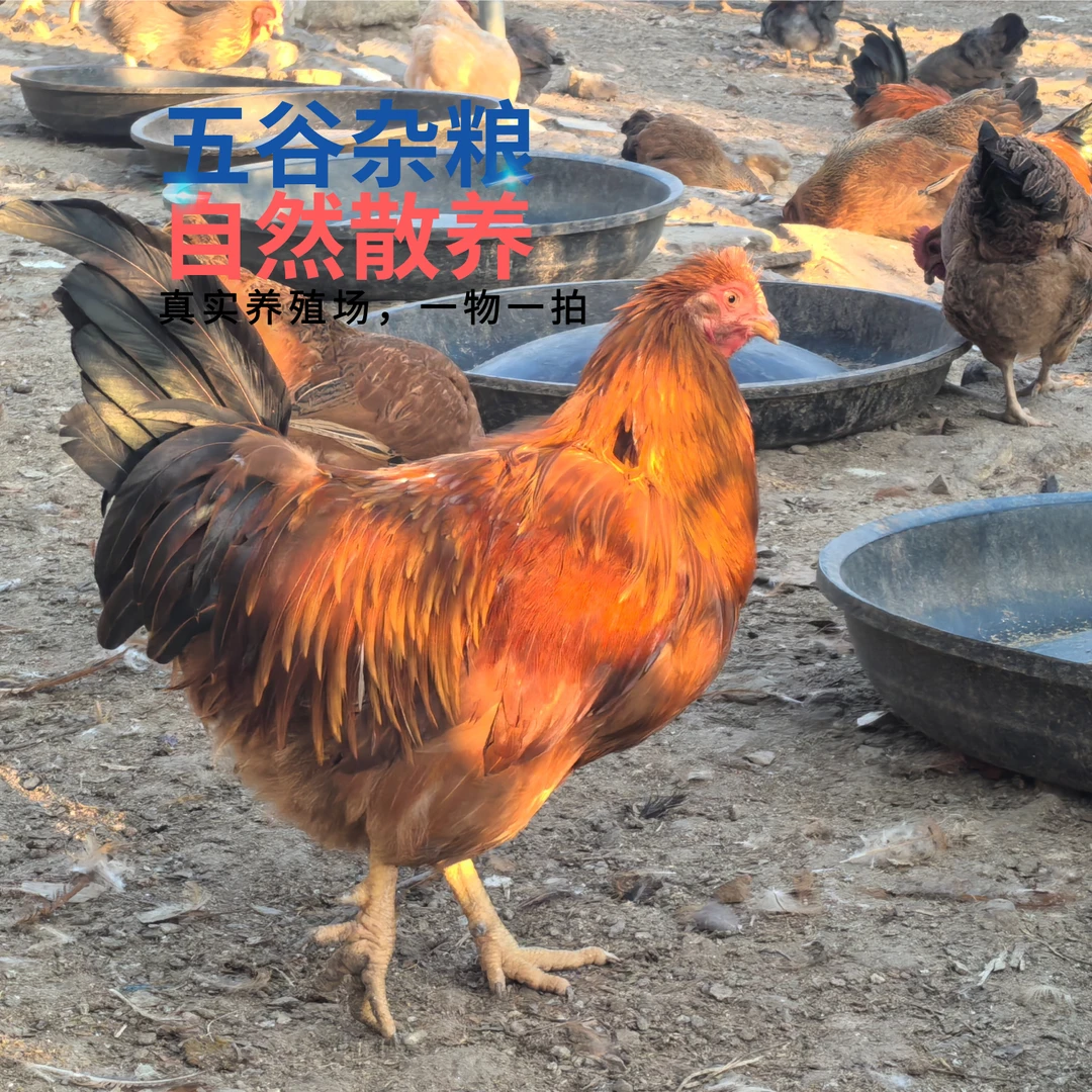 活发阉鸡散养280天五谷杂粮土阉鸡生鲜鸡品质土鸡