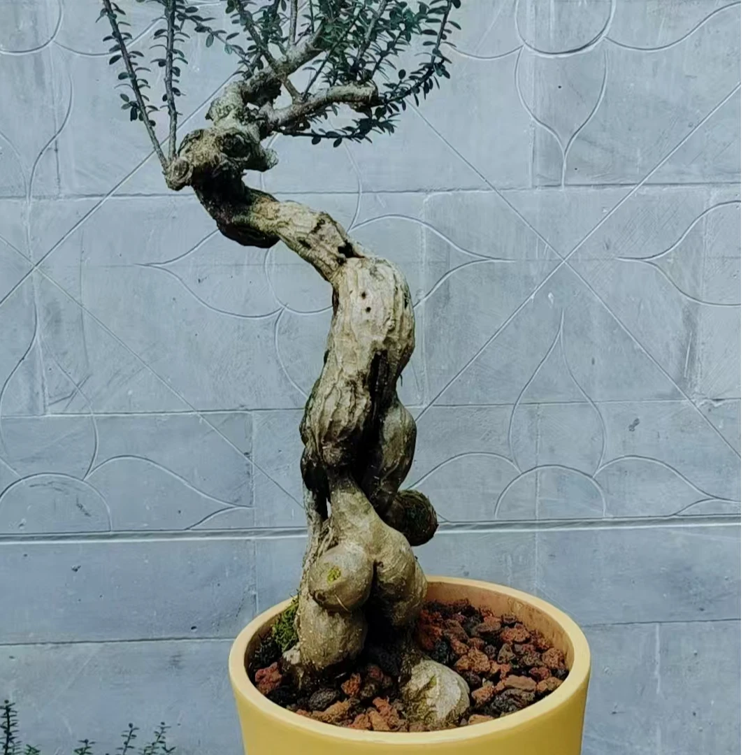 云南树萝卜米叶红花（一物一拍链接）红牙红果开花结果好养老桩