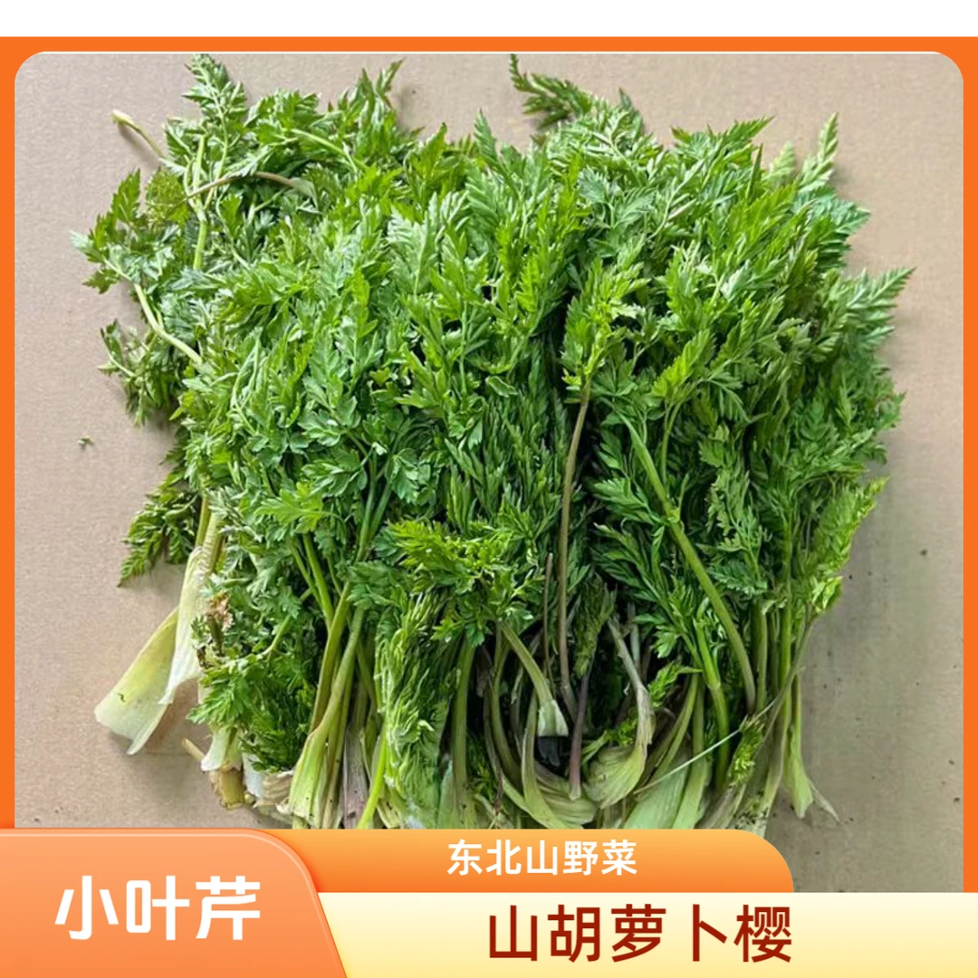 东北野生新鲜山胡萝卜缨子(小叶芹)山野菜包包子饺子山胡萝卜蒿