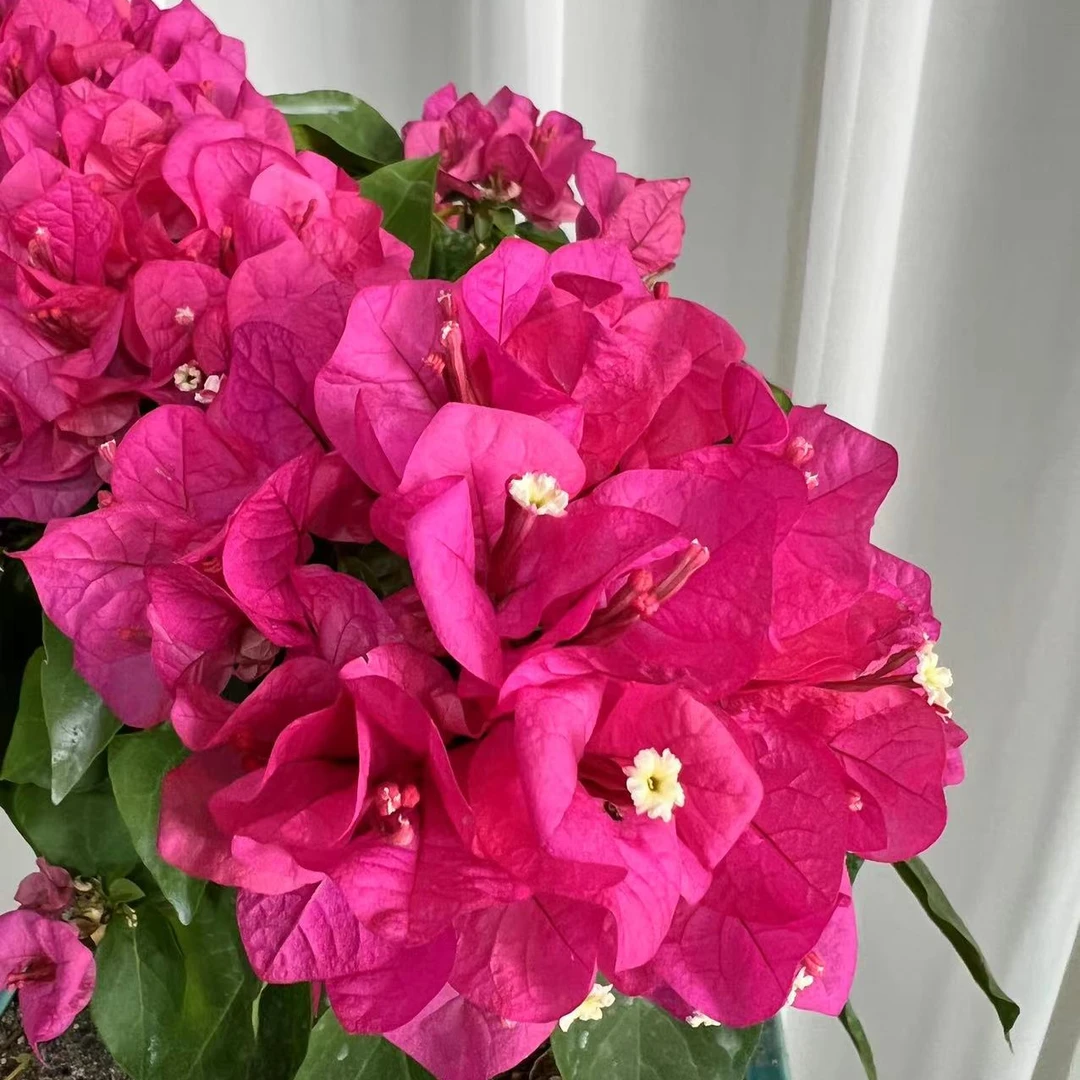 三角梅精品盆景一物一拍（专属用）