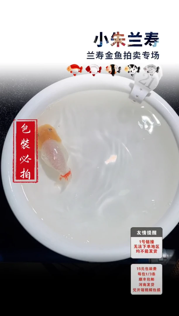 金鱼包装必拍未拍顺丰到付21号