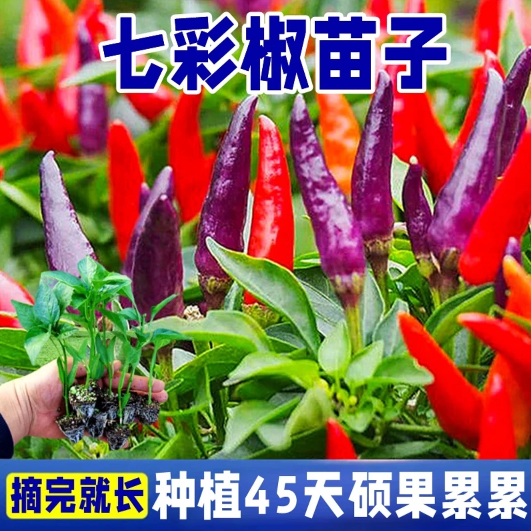 七彩辣椒秧苗可食用彩辣椒阳台庭院盆栽种植