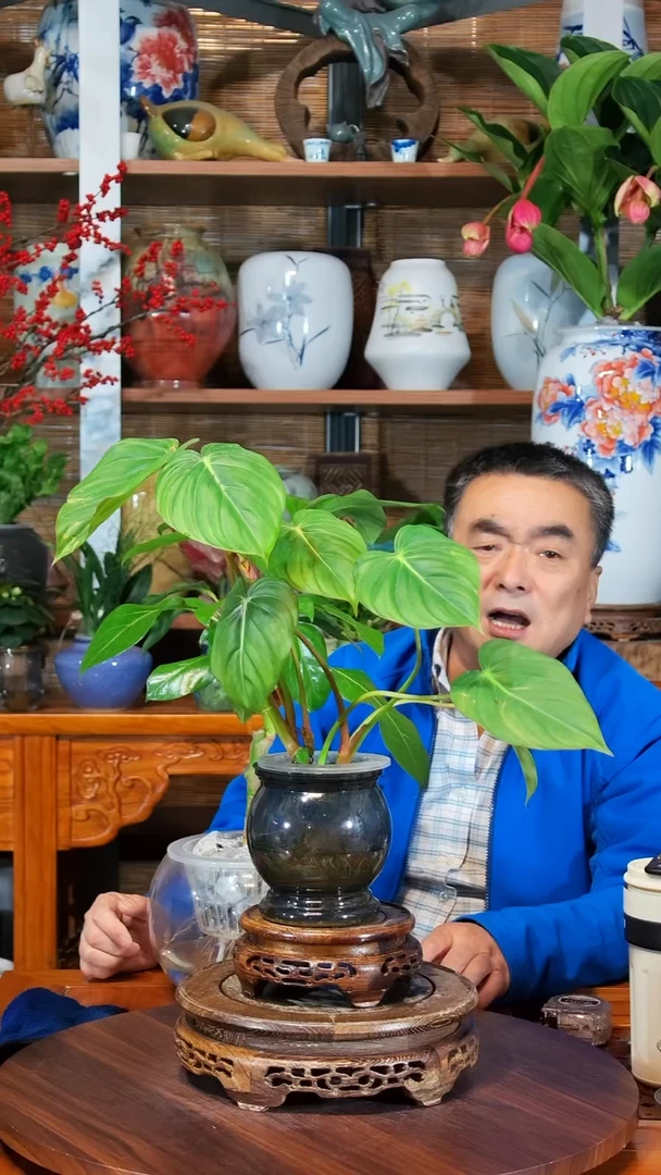 全部花苞彻**陷 水之韵水培麦克道尔