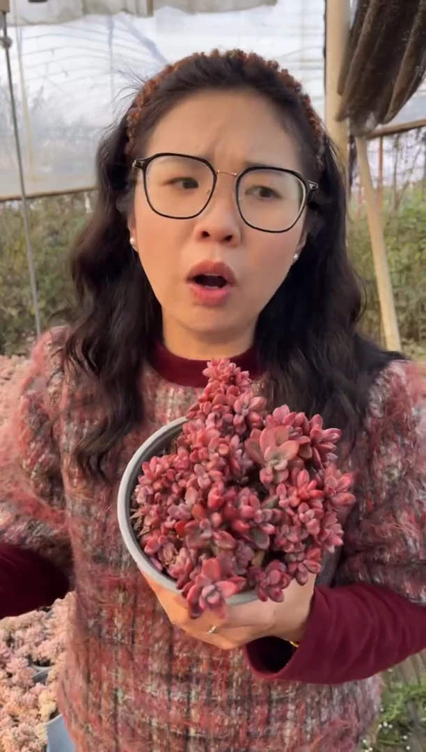 【闪购商品】28-紫心带盆土7.99