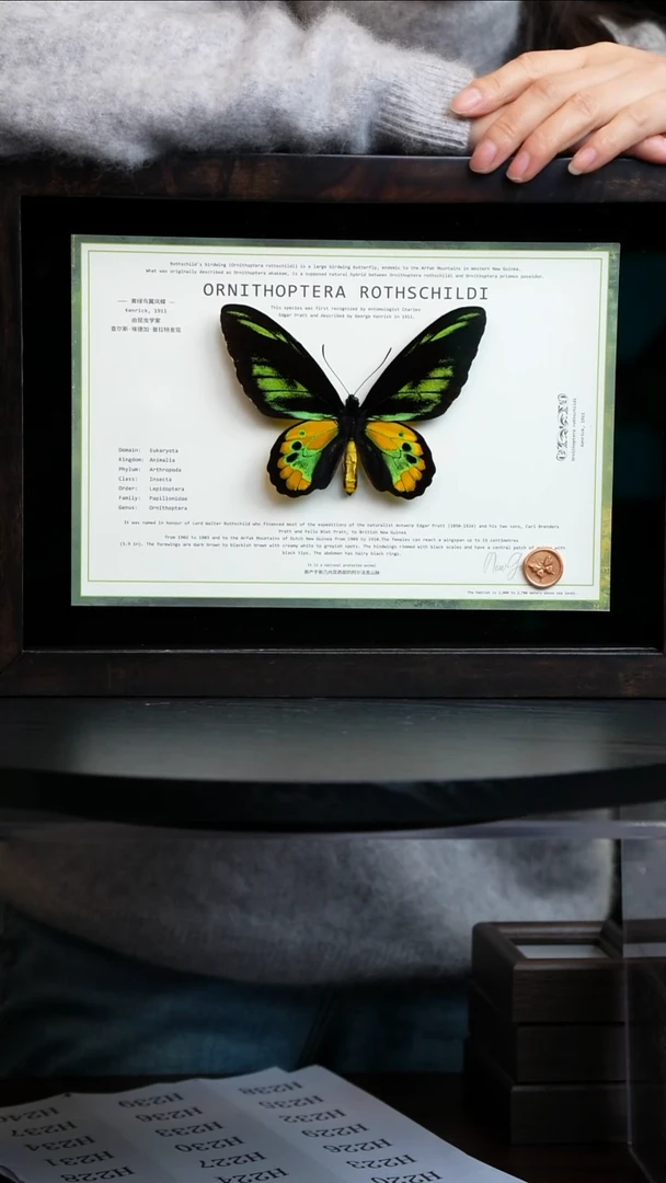 小****爸标本摆件一口价H62