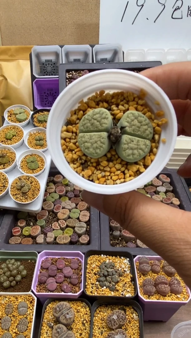 5317直播一物一拍