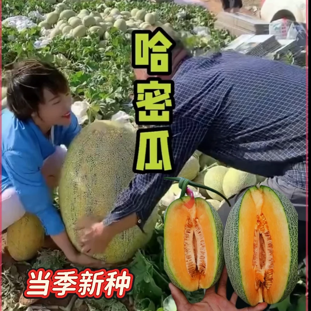 正宗新疆哈密瓜种籽南北方四季种植瓜果种子阳台庭院甜瓜水果种子