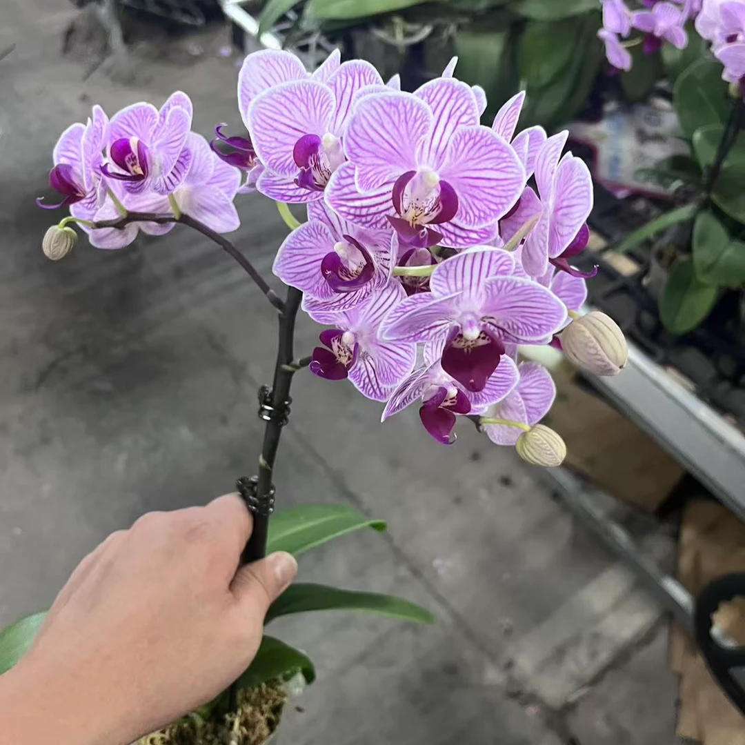 蝴蝶兰【奥利奥】 单花剑  室内花 花卉绿植 广州基地直发