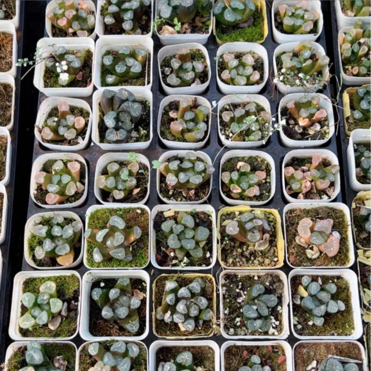 瑕疵处理万象多肉植物一颗