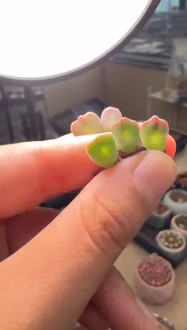 527多肉植物大空蝉一颗