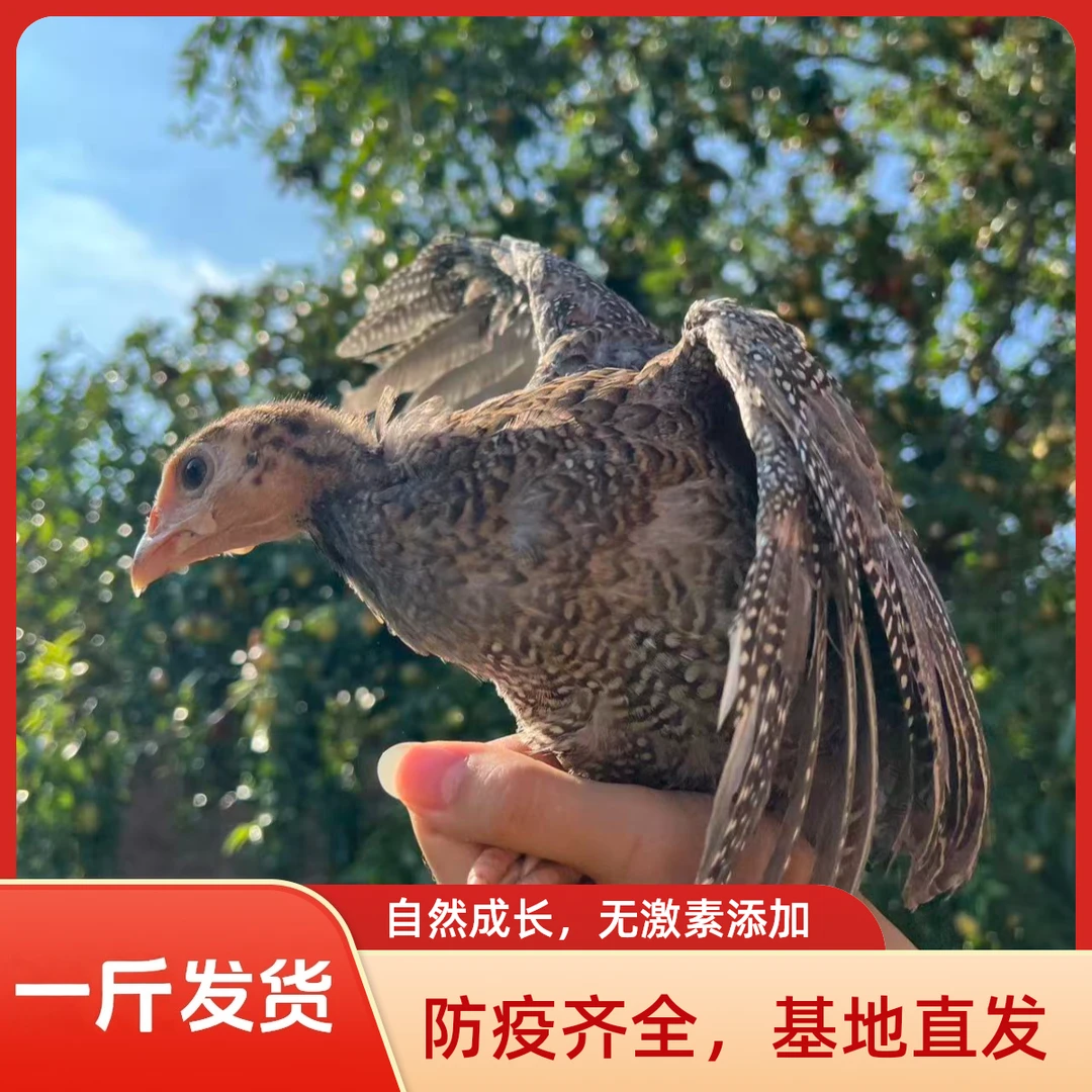 正宗珍珠鸡宠物鸡 1斤左右发货 顺丰包邮