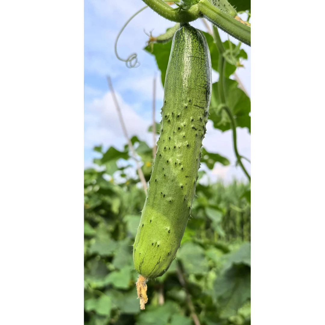 大地露天旱黄瓜 头茬  现采现发顺丰包邮  脆嫩好吃生吃