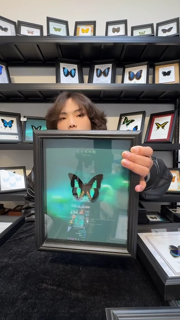 玻璃真实蝴蝶标本