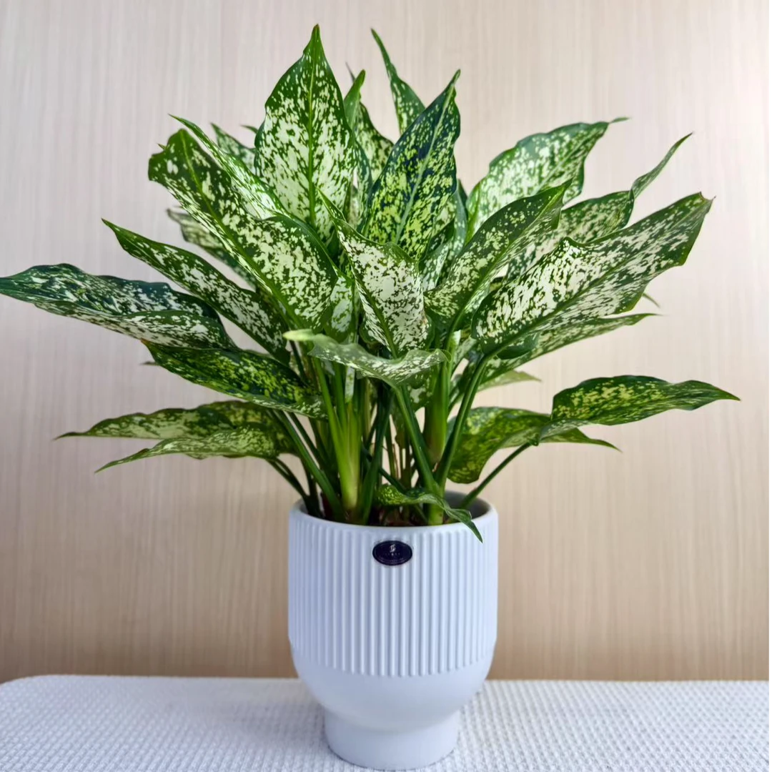 【花未眠@】翡翠皇后万年青绿植盆栽室内常青常绿吸甲醛