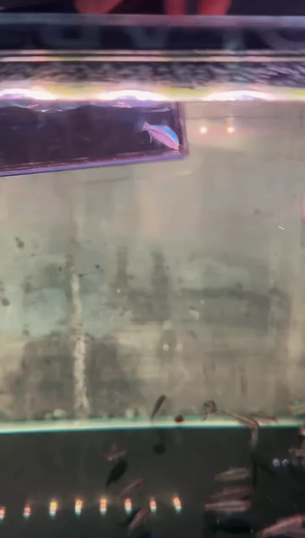 灯科鱼赵*子幻彩蓝魔*1