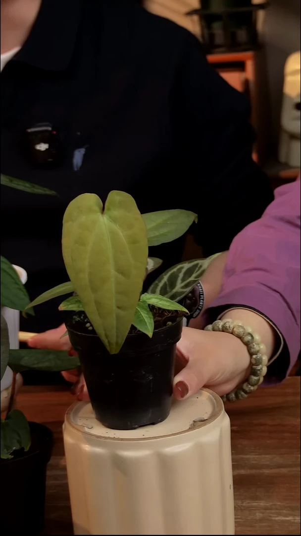 不开花植物Papi鸡锦（片片带锦）