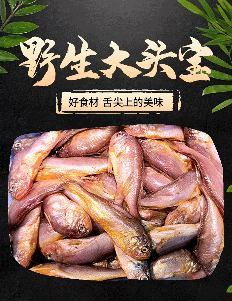 新鲜大头宝海捕梅童鱼梅子鱼中鱼沙中大头宝黄梅丁狮头鱼