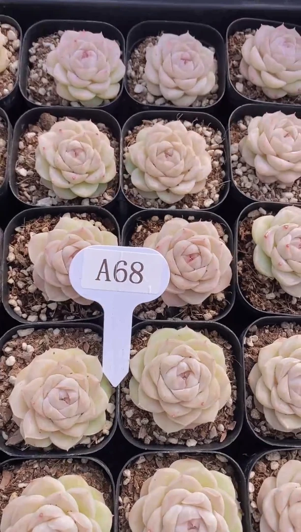 【闪购商品】A68-白蝴蝶多肉（量拍）