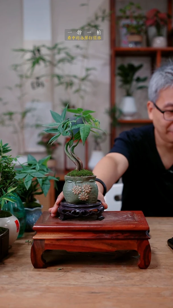 不开花植物沧**笑发财树388
