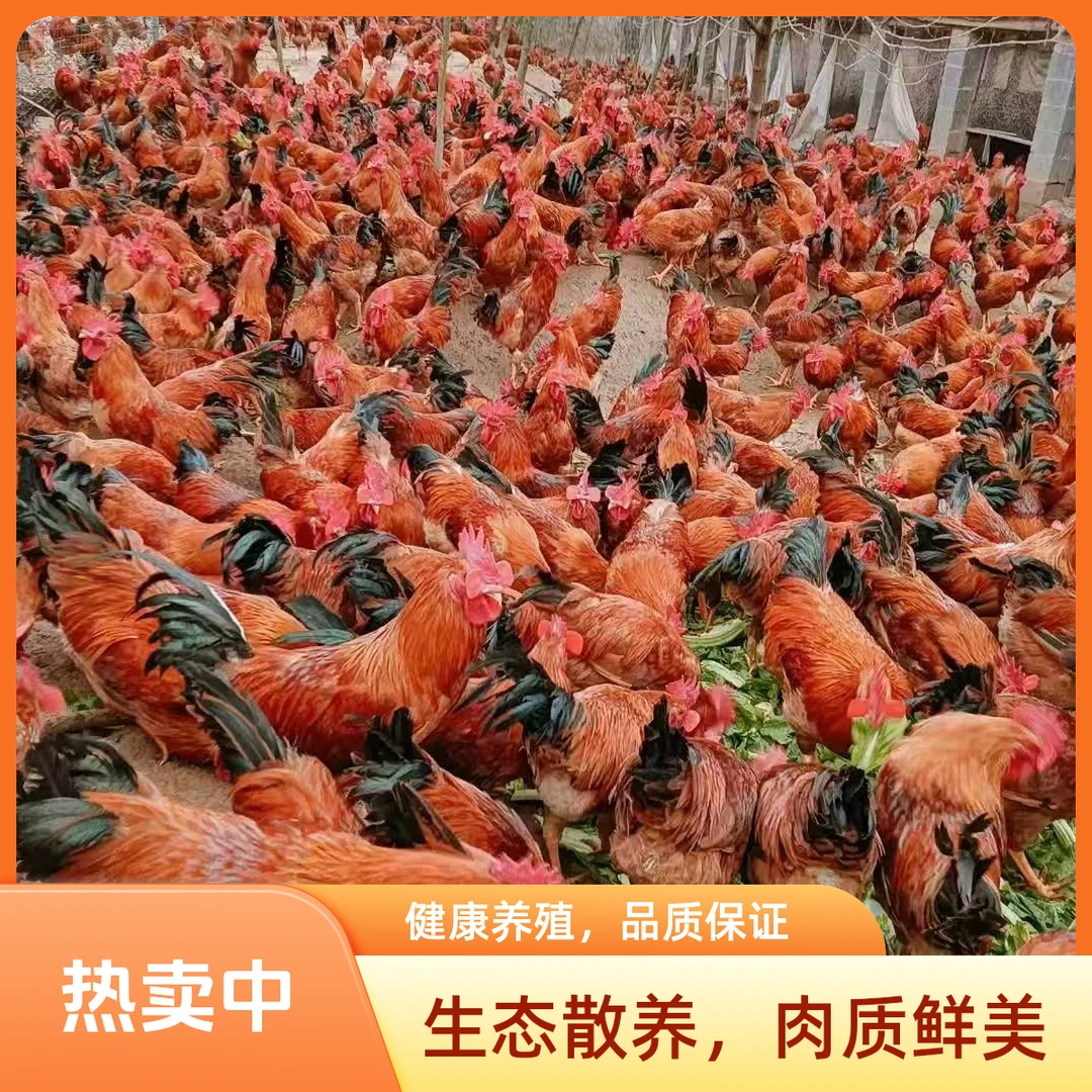 皖南土鸡活鸡现发毛重3斤-3.5斤