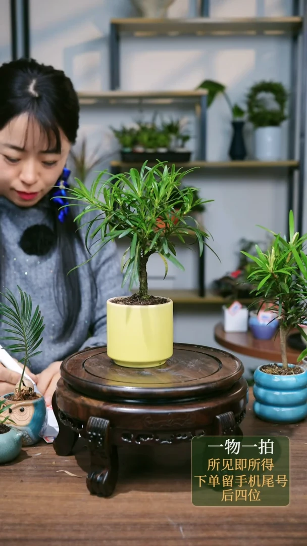 【闪购商品】222--8016黄罗汉松