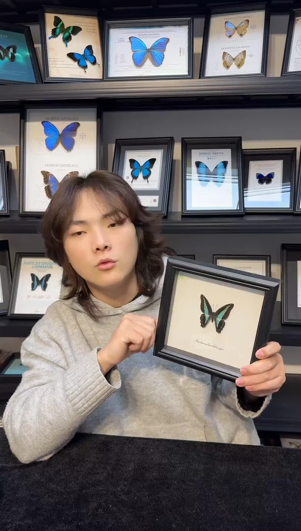 玻璃真实蝴蝶标本