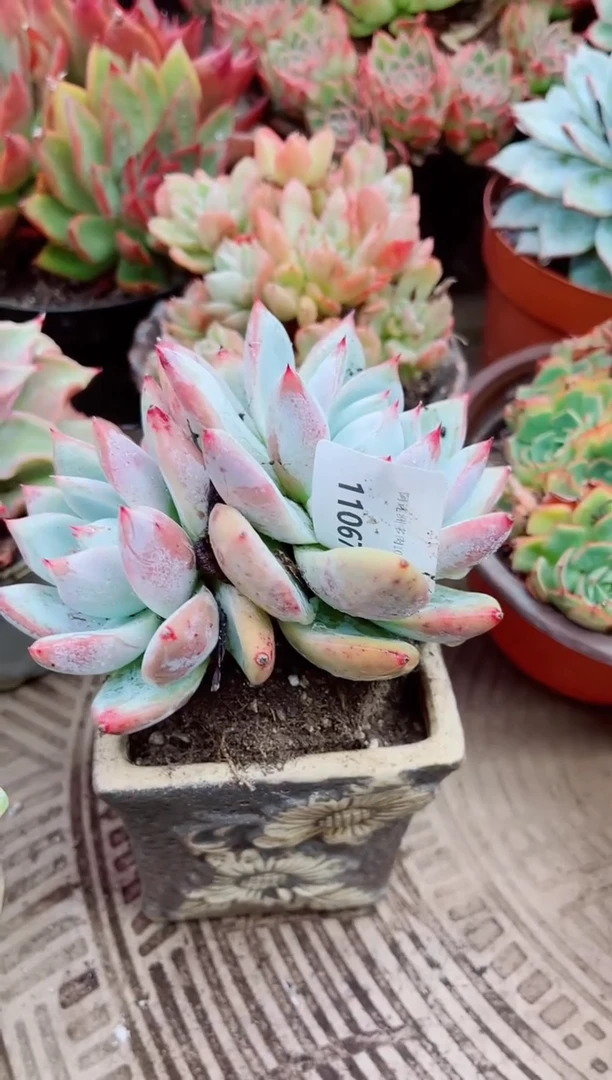 郭*11067多肉植物一物一拍