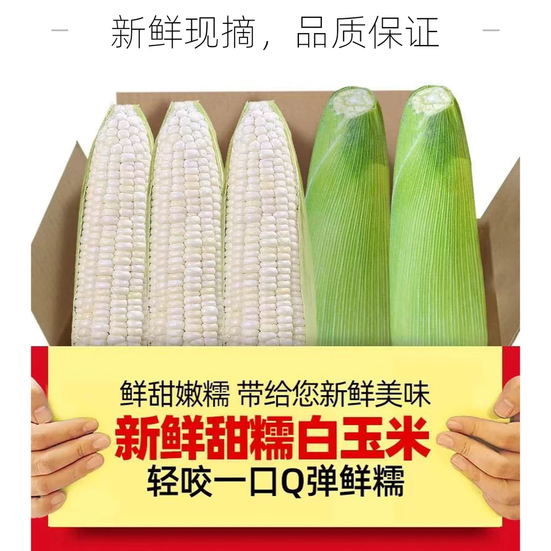 新鲜带皮白糯5斤玉米香糯玉米牛奶粘黏玉米棒子当季蔬菜农家现摘整箱白糯玉米广西壮族自治区