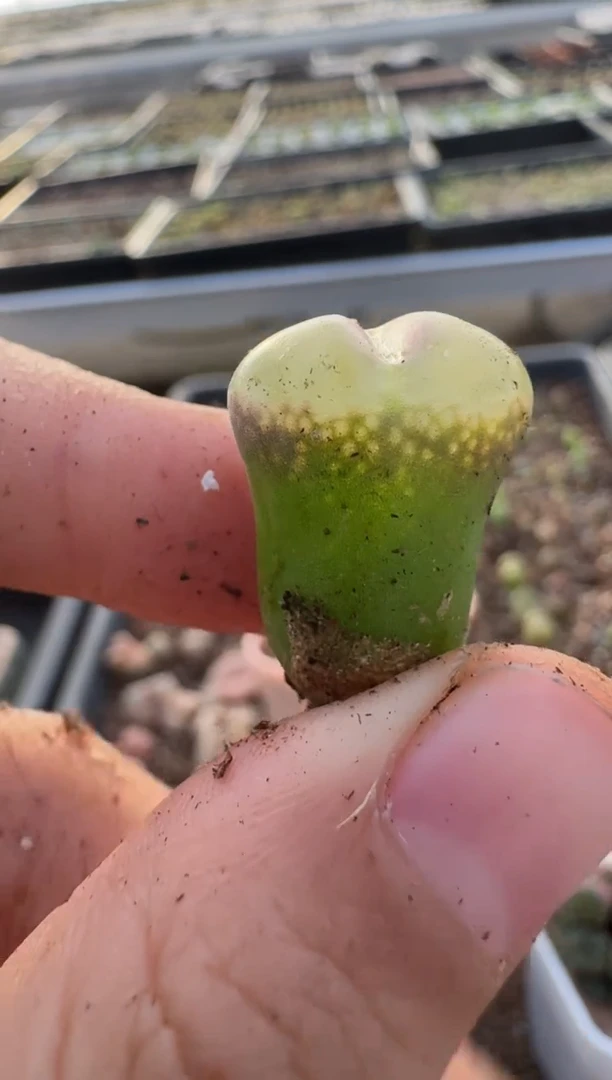 【闪购商品】7-523