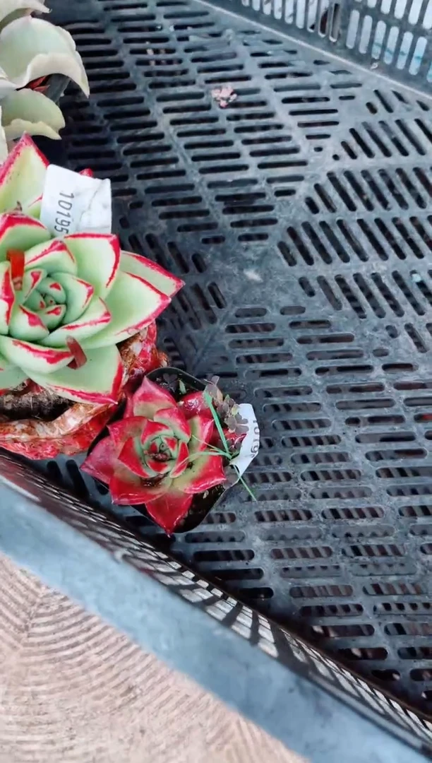 10196多肉植物一物一拍